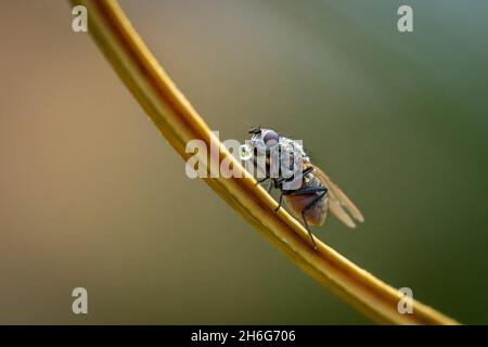 primo piano macro shot di una casa comune volare seduto su un ramo Foto Stock