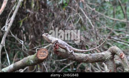 Un camouflage giardino orientale lucertola sulla cima di una punta di ramo tagliato giù con una zanzara mordente sulla testa Foto Stock