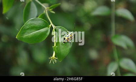 Primo piano di un coleottero di colore verde metallizzato con puntini neri appollaiati sulla parte superiore di una foglia nel giardino Foto Stock