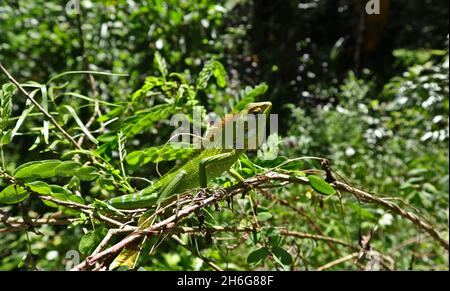 Una lucertola giardino orientale arrabbiata a più colori che cammina sulla cima di un ramo Senna auricolata alla luce diretta del sole Foto Stock