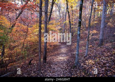 Un sentiero escursionistico in una riserva naturale si snoda attraverso alberi colorati in autunno. Foto Stock