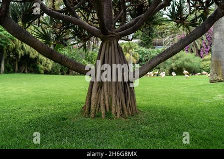 La base del giovane tronco di albero è Dracaena draco (Isole Canarie dragon tree). Foto Stock