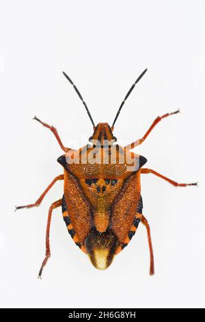 Hemipteros, insetti nel loro ambiente naturale. Fotografia macro. Foto Stock