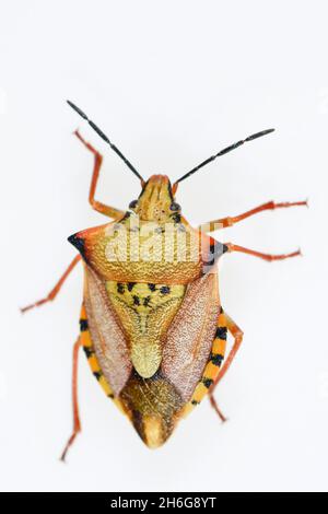 Hemipteros, insetti nel loro ambiente naturale. Fotografia macro. Foto Stock