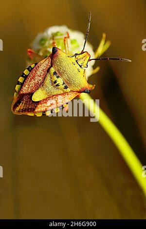 Hemipteros, insetti nel loro ambiente naturale. Fotografia macro. Foto Stock