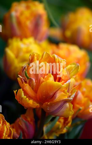 tulipa principessa arancione, doppia forma di Tulipa principessa Irene, doppio tulipano tardivo, arancione petali fiammato granato rosso, tulipano fiorito peony, tulipani, primavera in t Foto Stock