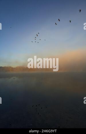 Oche che volano sul lago di Wirth Foto Stock