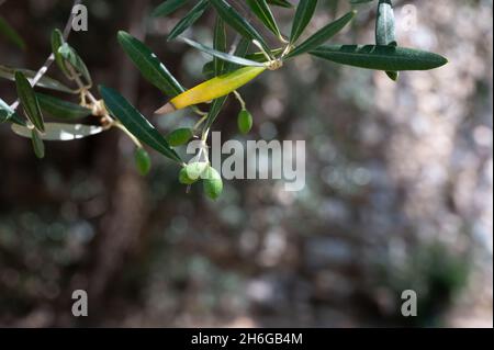 Olive verdi giovani appese all'olivo in estate, sfondo naturale Foto Stock
