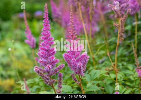 Primo piano di falsi goatsbeard (astilbe arendsii) fiori in fiore Foto Stock