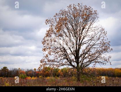 Una quercia soletta si trova in un grande campo con la linea di alberi in lontananza in una giornata nuvolosa. Foto Stock