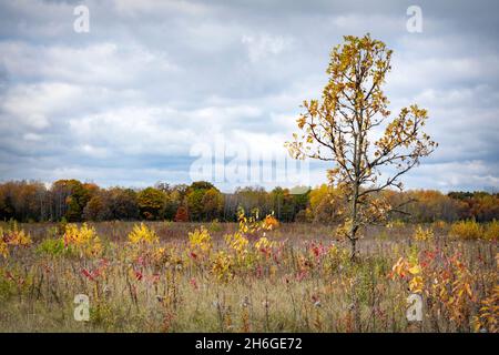 Una quercia soletta si trova in un grande campo con la linea di alberi in lontananza in una giornata nuvolosa. Foto Stock