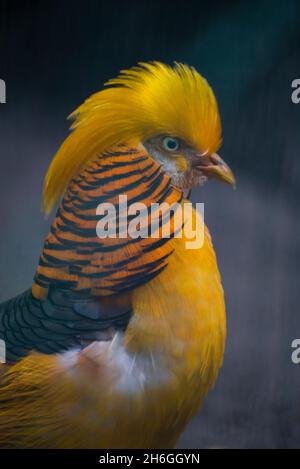 uccello fagiano dorato luminoso con le piume da vicino Foto Stock