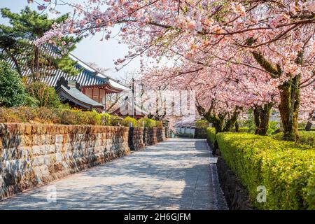 Shizuoka, le strade della città vecchia giapponese con fiori di ciliegio nella stagione primaverile. Foto Stock