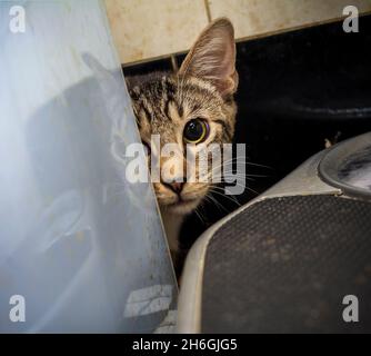 Gatto salvato a Chelsea a New York sabato 30 ottobre 2021. (© Frances M. Roberts) Foto Stock