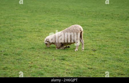 Pecore stanche che mangiano erba in Cornwall Park, Auckland Foto Stock