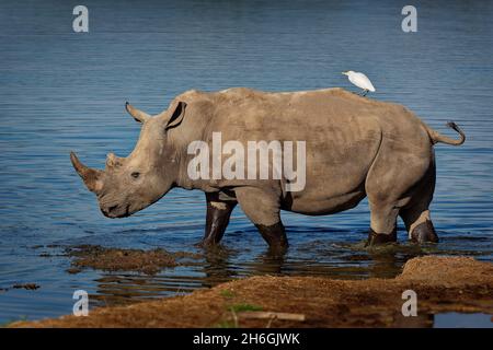 Rinoceronte bianco meridionale o rinoceronte quadrato - Ceratotherium simum simum, nel Parco Nazionale del Lago Nakuru in Kenya, rinoceronte cornuto nutrire il gras Foto Stock