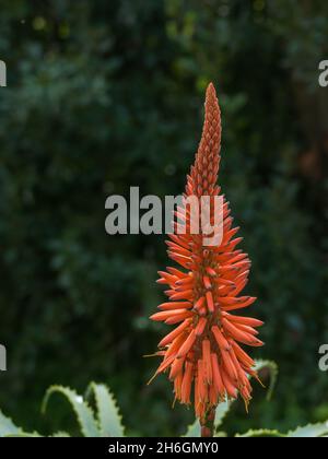vista ravvicinata di un fiore della pianta dell'aloe vera all'aperto in ritratto Foto Stock