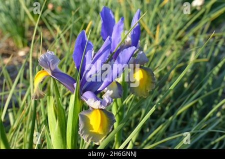 Viola 'Miss Saigon' Fior olandese Iris. Foto Stock
