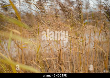 Orecchie autunnali nel vento Foto Stock