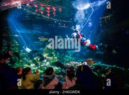 Vancouver, Canada. 15 Nov 2021. Un subacqueo vestito come Babbo Natale ondeggia ai visitatori all'interno di una vasca di pesce durante l'evento 'cuba Claus' all'Acquario di Vancouver, British Columbia, Canada, il 15 novembre 2021. Credit: Liang Sen/Xinhua/Alamy Live News Foto Stock