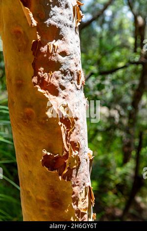 La riserva del bush di Angophora in Avalon Beach e Clareville contiene gli alberi rossi di gomma di Sydney, la costata di Angophora, Foto Stock