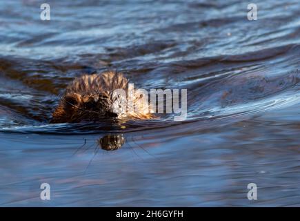 Comune Muskrat nuoto verso la macchina fotografica in bella acqua blu frizzante Foto Stock