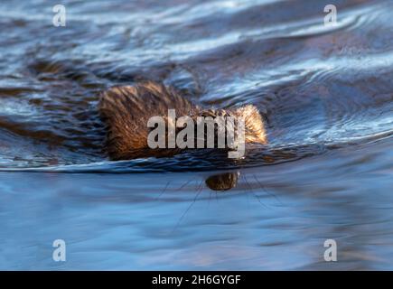 Comune Muskrat nuoto verso la macchina fotografica in bella acqua blu frizzante Foto Stock