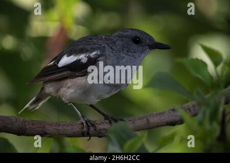 Bel rapina indiano orientale rapina uccello sedersi in un ramo di albero a e in cerca del suo cibo, questo uccello trovato nella foresta locale sud-asiatica Foto Stock