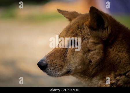 Primo piano di un cane di strada indiano faccia Foto Stock