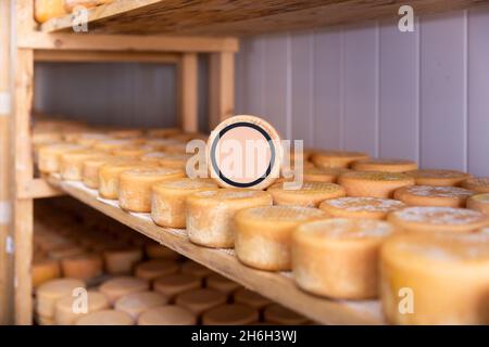 Ruote di pecora su scaffali in camera di maturazione con spazio copia Foto Stock