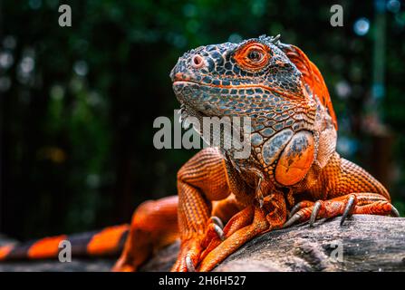 Primo piano bella di colore rosso o arancio iguana, l'iguana si guarda da parte, strisciare su un mazzo di legno, lo sfondo di natura sfocata. Foto Stock