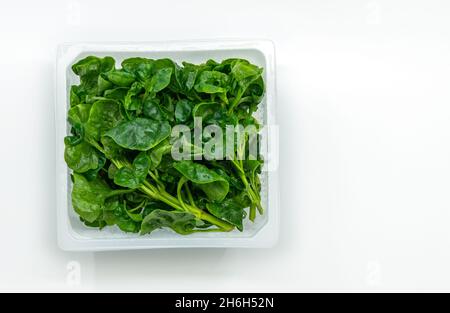 Crescione fresco biologico o giallastro in una scatola di plastica quadrata su sfondo bianco, immagine vista dall'alto, isolato su sfondo bianco. Foto Stock