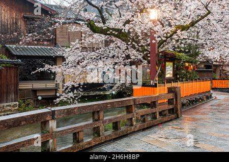 Kyoto, Giappone lungo Shirakawa Dori Street nella stagione primaverile. Foto Stock