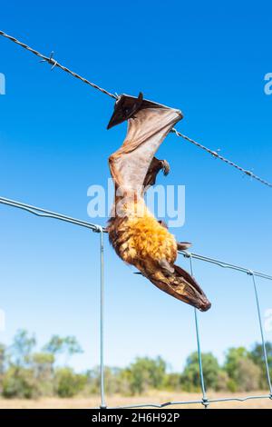 Dead Flying Fox catturato su una recinzione di filo spinato, Queensland, QLD, Australia Foto Stock