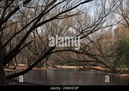 Scenario tardo autunno con alberi di castano e foglie secche in un parco Foto Stock