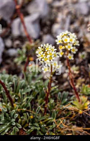 Crosta di Saxifraga fiore in montagna, da vicino Foto Stock