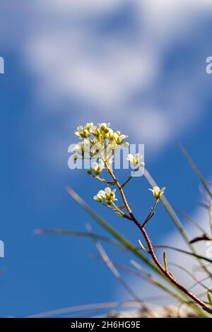 La crosta di Saxifraga cresce in montagna Foto Stock