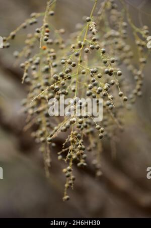 Flora di Gran Canaria - frutto di Asparagus scoparius naturale macro floreale sfondo Foto Stock