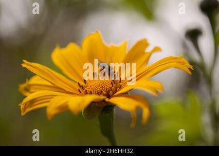 Fioritura Tithonia diversifolia aka albero marigold, naturale macro sfondo floreale Foto Stock