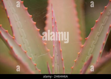 Aloe speciosa aka aloe testa tilt-head foglie succulente con bordi rossi, sfondo naturale macro floreale Foto Stock