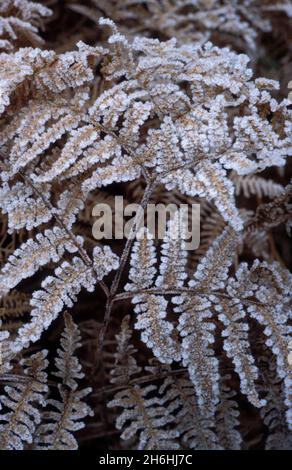 Felci invernali, bracken nel 1985, analogico. Primo piano su una pianta di felce in inverno, gelata e marrone, appassita. Foto Stock