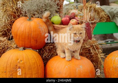 ginger kitten e zucche di halloween su sfondo haystack. concetto di halloween Foto Stock