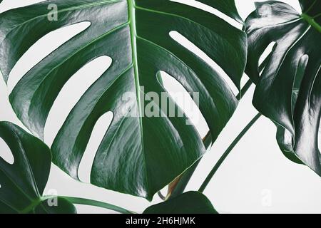 Foglie verdi di monstera deliciosa o pianta di formaggio svizzero primo piano sullo sfondo chiaro, minimalismo e urban Jungle Concept Foto Stock