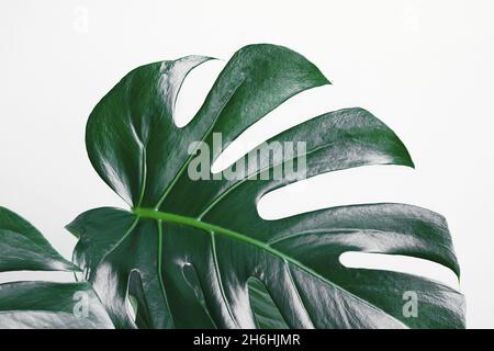 Monstera deliciosa o la pianta del formaggio svizzero lascia da vicino, sfondo delle foglie tropicali, minimalismo e concetto urbano della giungla Foto Stock