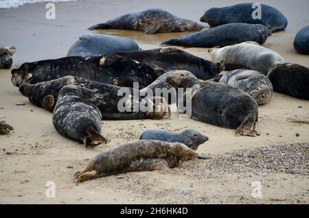 Foche presso la spiaggia di Horsey grigio foche colonia norfolk inghilterra Regno Unito Foto Stock