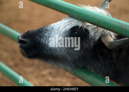 shaggy mucche di montagna nello zoo, in estate Foto Stock