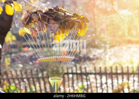 Pulizia delle foglie. Rastrello con foglie. Luce solare. Giorno d'autunno. Foto Stock