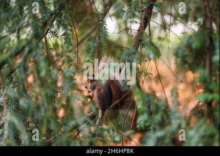 Scoiattolo rosso visto dall'inizio posteriore. Sciurus vulgaris. Campo Grande, Valladolid Spagna. Foto Stock