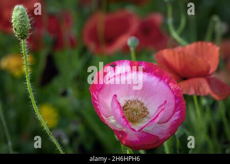 Un primo piano di un papavero rosa in un prato di fiori selvatici nella campagna del Northamptonshire. Foto Stock
