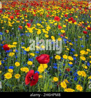 Fiori selvatici colorati a Creaton in un prato di fiori selvatici a Creaton nella campagna del Northamptonshire. Foto Stock